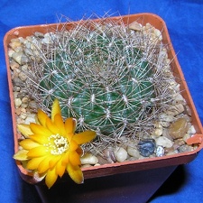 Sulcorebutia menesessii