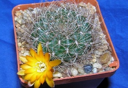 Sulcorebutia menesessii