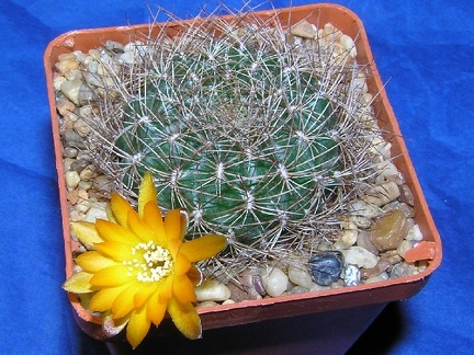 Sulcorebutia menesessii
