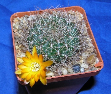 Sulcorebutia menesessii