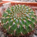 Sulcorebutia mentosa