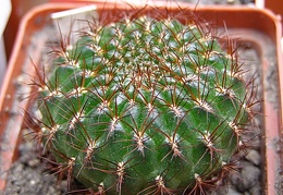 Sulcorebutia mentosa