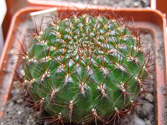 Sulcorebutia mentosa (3205 відвідувань) Sulcorebutia mentosa