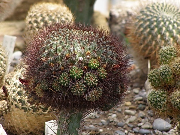 Sulcorebutia mentosa 1