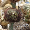 Sulcorebutia mentosa 1