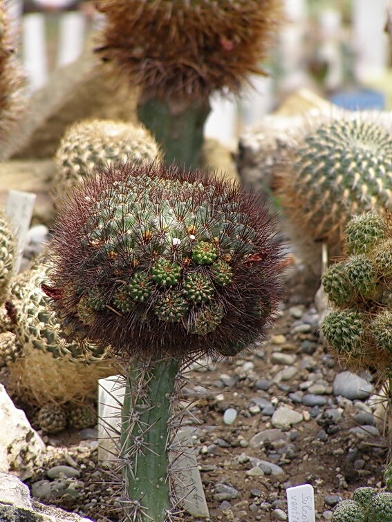 Sulcorebutia mentosa 1