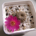 Sulcorebutia mizquensis 1