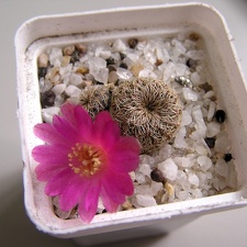 Sulcorebutia mizquensis 1