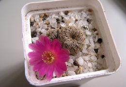 Sulcorebutia mizquensis 1