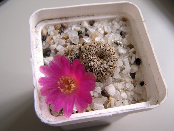 Sulcorebutia mizquensis 1
