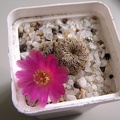 Sulcorebutia_mizquensis_1.jpg