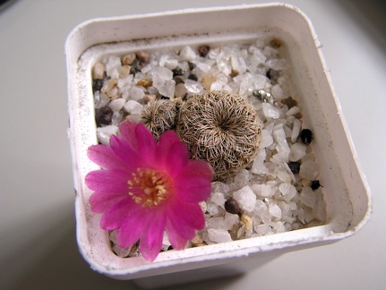 Sulcorebutia mizquensis 1