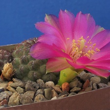 Sulcorebutia rauschii WR192