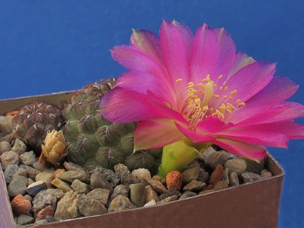 Sulcorebutia rauschii WR192