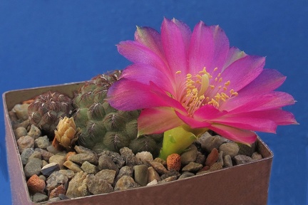 Sulcorebutia rauschii WR192