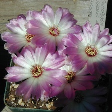 Sulcorebutia rauschii wh  fl