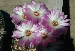 Sulcorebutia rauschii wh  fl