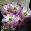 Sulcorebutia_rauschii_wh__fl.jpg