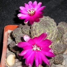 Sulcorebutia raushii KasuIN FG