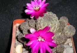 Sulcorebutia raushii KasuIN FG