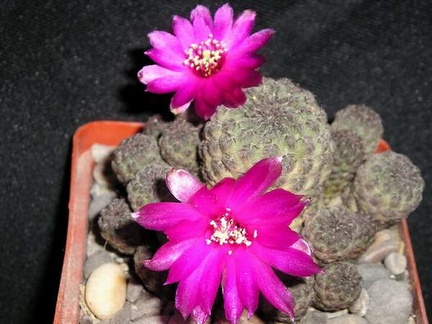 Sulcorebutia raushii KasuIN FG