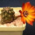 Sulcorebutia tarabuca