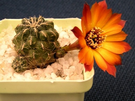 Sulcorebutia tarabuca