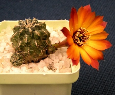 Sulcorebutia tarabuca