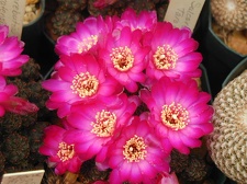 Sulcorebutia taratensis