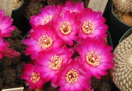 Sulcorebutia taratensis