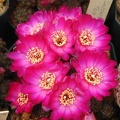 Sulcorebutia taratensis