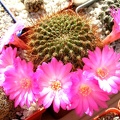 Sulcorebutia tiraquensis aguilarii hs220