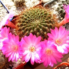 Sulcorebutia tiraquensis aguilarii hs220