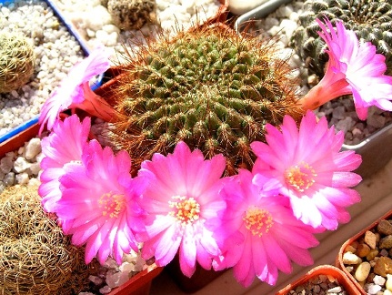 Sulcorebutia tiraquensis aguilarii hs220
