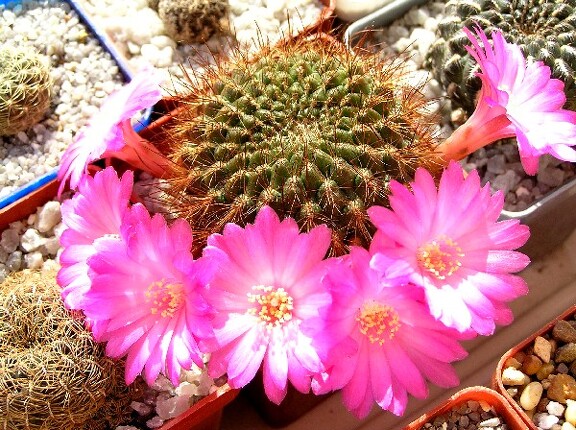 Sulcorebutia tiraquensis aguilarii hs220