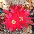 Sulcorebutia verticillacantha v  cupera
