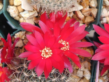 Sulcorebutia verticillacantha v  cupera