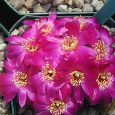 Sulcorebutia zavaletae