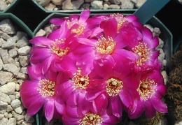 Sulcorebutia zavaletae