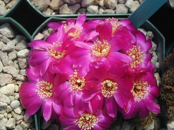 Sulcorebutia zavaletae