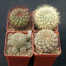 Sulkorebutia mentoza  S swobodae S misqensis S arenacea