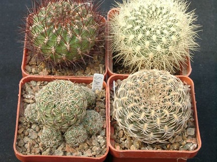 Sulkorebutia mentoza  S swobodae S misqensis S arenacea