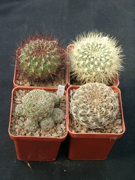 Sulkorebutia_mentoza__S_swobodae_S_misqensis_S_arenacea.jpg