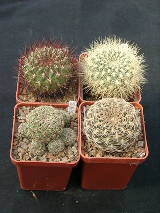 Sulkorebutia mentoza  S swobodae S misqensis S arenacea