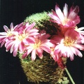 Sulcorebutia albida