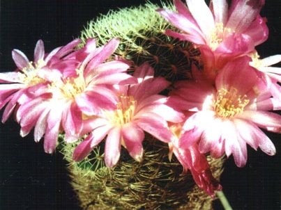 Sulcorebutia albida