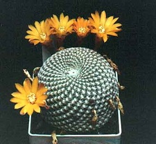 Sulcorebutia arenacea