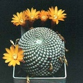 Sulcorebutia arenacea