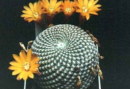 Sulcorebutia arenacea