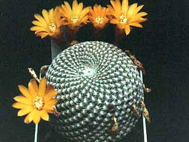 Sulcorebutia arenacea